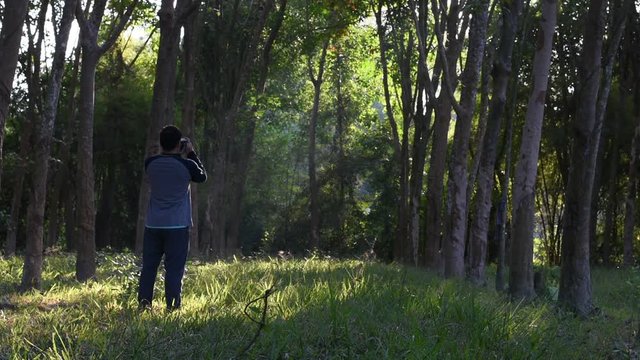 Slow motion video of a man take photo of green tree in the morning, A man walk in the green forest, Relaxing with nature with sunrise