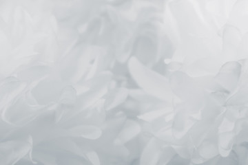 Beautiful abstract color blue and white flowers on white  background and pink flower frame and white and  background texture, flowers banner 