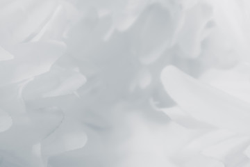 Beautiful abstract color blue and white flowers on white  background and pink flower frame and white and  background texture, flowers banner 