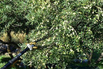 pettine abbacchiatore, strumento moderno per la raccolta delle olive. Sicilia