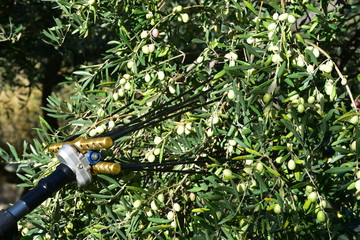 Pettine abbacchiatore elettrico, attrezzo moderno per la raccolta delle olive