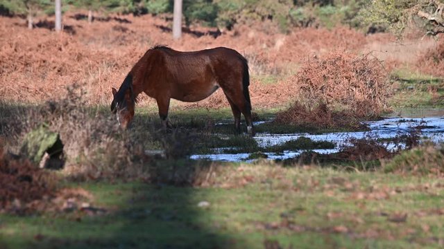wild pony roaming free in the new forest