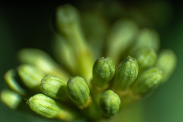 flower not blooming yet