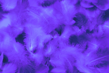 Beautiful abstract colorful blue and purple feathers on black background and soft white pink feather texture on white pattern and purple background