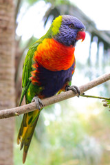 Gran Canaria, Canary Islands / 05 01 2016: Brightly coloured Parrot purched in a tree