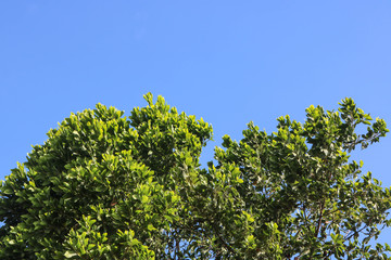 Green leaves on blue sky