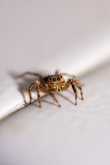 Close up jumping spiders on the wall.