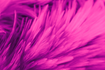 Fototapeta premium Beautiful abstract colorful white and red feathers on black dark background and soft white pink feather texture on white pattern