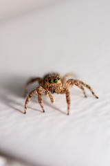Close up jumping spiders on the wall.