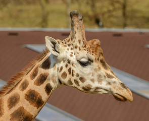 detailed portrait of a giraffe