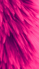 Beautiful abstract colorful white and red feathers on black dark background and soft white pink feather texture on white pattern