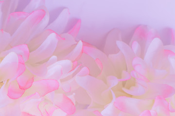 Beautiful abstract color pink and white flowers on white  background and pink flower frame and purple leaves texture background, flowers banner 