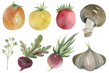 Vegetables set drawn watercolor blots and stains with garlic, radish, tomato, mushroom, parsley, persimmon