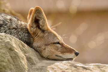 side portrait of black backed jackal (Canis mesomelas) laying on rock