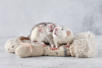 Lovely rat couple at winter mittens