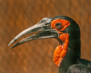 portrait of southern ground hornbill (bucorvus)