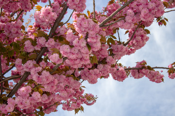 spring sakura blossom,sakura tree blossomed with lush pink flowers