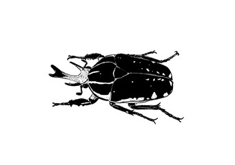 オオハナムグリ
