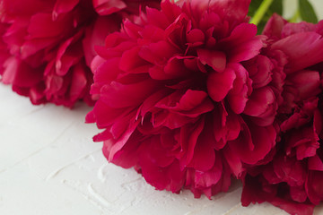 Pink peony flower on a white horizontal texture background.