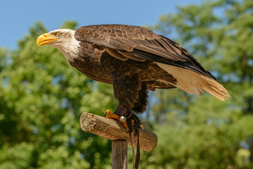 bald eagle sitting on a stick in sun shine