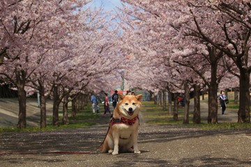 柴犬と桜並木１