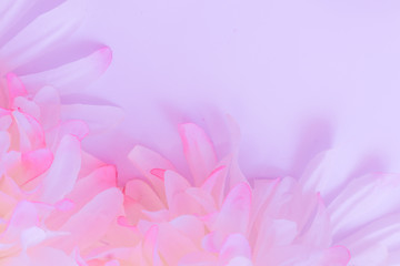 Obraz premium Beautiful abstract color pink and white flowers on white background and pink flower frame and purple leaves texture background, flowers banner 