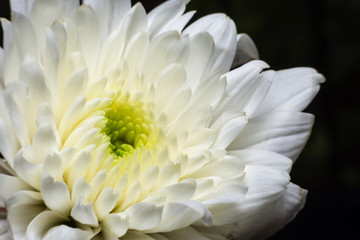 Close Up The petals of the flower.