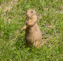 black tailed prairie dog (Cynomys ludovicianus) standing in grass eating