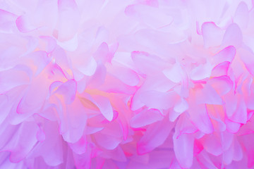 Beautiful abstract color pink and white flowers on white  background and pink flower frame and purple leaves texture background, flowers banner 