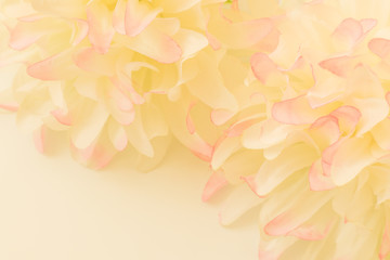 Beautiful abstract color pink and yellow flowers on white background and pink flower frame and white orange leaves texture background, flowers banner 