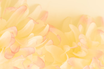 Obraz premium Beautiful abstract color pink and yellow flowers on white background and pink flower frame and white orange leaves texture background, flowers banner 