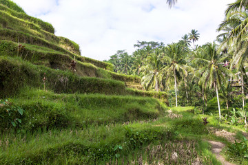 Fototapeta na wymiar Tegalalang Reisfelder auf Bali