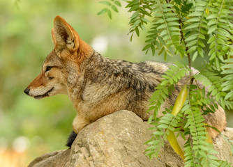 black backed jackal (Canis mesomelas) laying on a rock