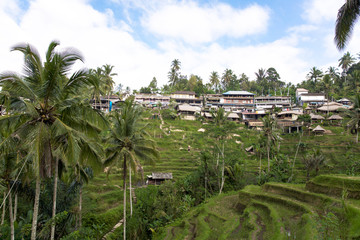 Tegalalang Reisfelder auf Bali