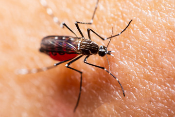 The Mosquito sucking blood.