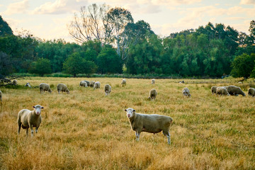 Fototapeta premium Sheep farm