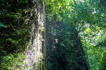 Natur auf Bali