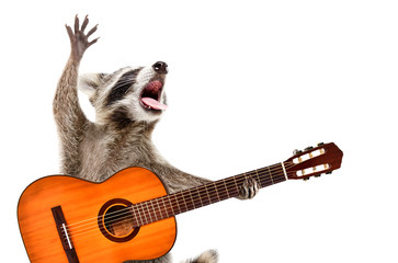 Portrait of funny singing raccoon with acoustic guitar isolated on white background