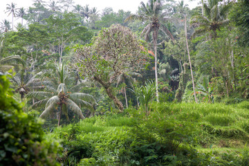 Tegalalang Reisfelder auf Bali