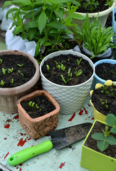 Pots with seedlings of flowers and vegetables, working spade on table outside.