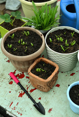 Flowerpots with seedlings of calendula flowers with working spade on table.