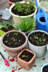Pots with seedlings of flowers, working spade and watering can on table.