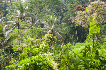 Natur auf Bali