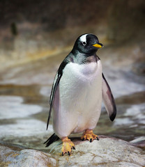 The Gentoo penguin. This penguin is distinguished by a white spot of feathers near the eyes. They are the record holders for swimming under water. Capable of speeds up to 36 km / h! Dive to a depth of