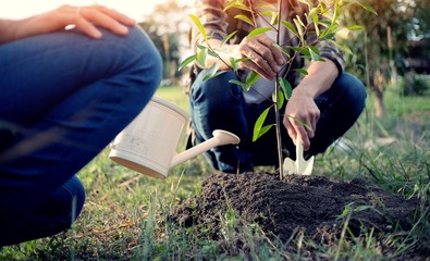 young man gardener, planting tree in garden, gardening and watering plants
