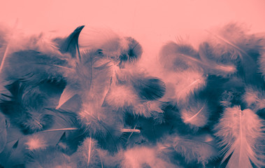 Beautiful abstract colorful white and red feathers on black dark background and soft white pink feather texture on white pattern