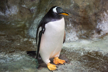 The Gentoo penguin. This penguin is distinguished by a white spot of feathers near the eyes. They are the record holders for swimming under water. Capable of speeds up to 36 km / h! Dive to a depth of