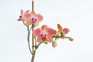 Orchid flowers macro on white background isolate. Pink tropical flowers