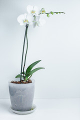 White orchid phalaenopsis in  pot isolate. Tropical flowers on white background. 
 Wedding card