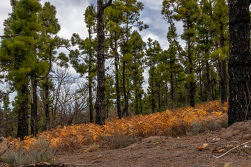 Autumn in mountains Gran Canaria Spain